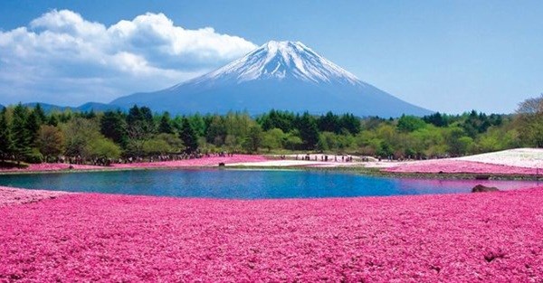 Chỉ nở bung trong vòng một tháng, nhưng sắc màu hoa shibazakura đẹp mê hồn với những thảm hoa lộng lẫy khổng lồ trải dài khắp chân núi Phú Sĩ, hơn 800.000 bông hoa sẽ đua nhau khoe sắc hồng rực rỡ.